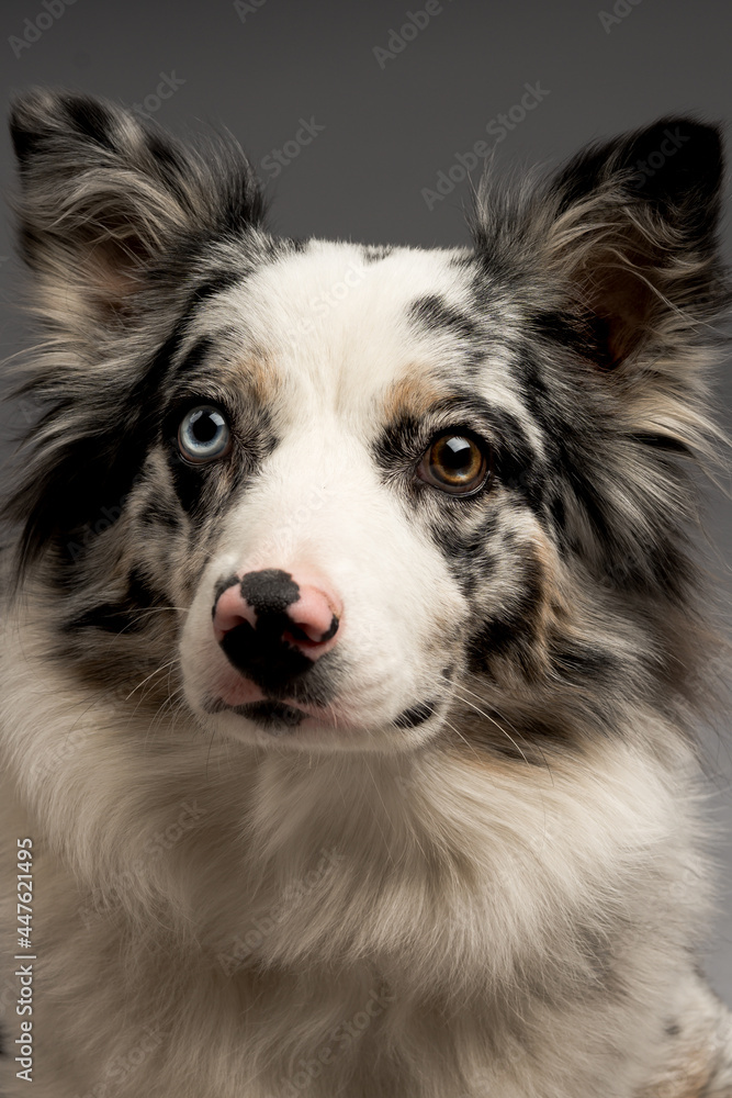 A vertical shot of a spotted border collie blue merle dog with heterochromia eyes