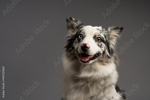 portrait of an Australian collie isolated on a gray background
