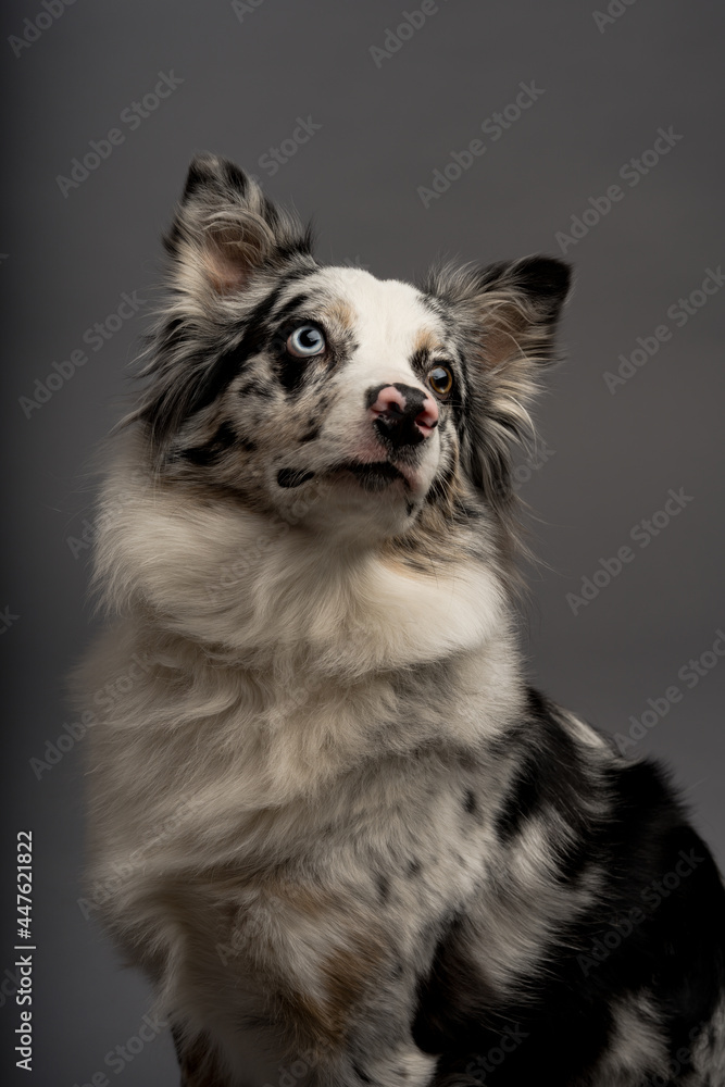 Vertical portrait of an Australian collie isolated on a gray background Vertical portrait of an Australian collie isolated on a gray background