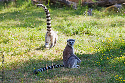 two lemurs together in a zoo photo