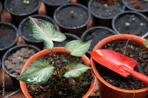 caladium bicolor Chaichon in pot great plant for decorate garden 