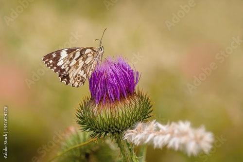 The marbled white butterfly sitting on purple knapweed flower on a summer sunny day. Blurry green, brown and pink background. White straw in the foreground. Sunny summer day in the field.