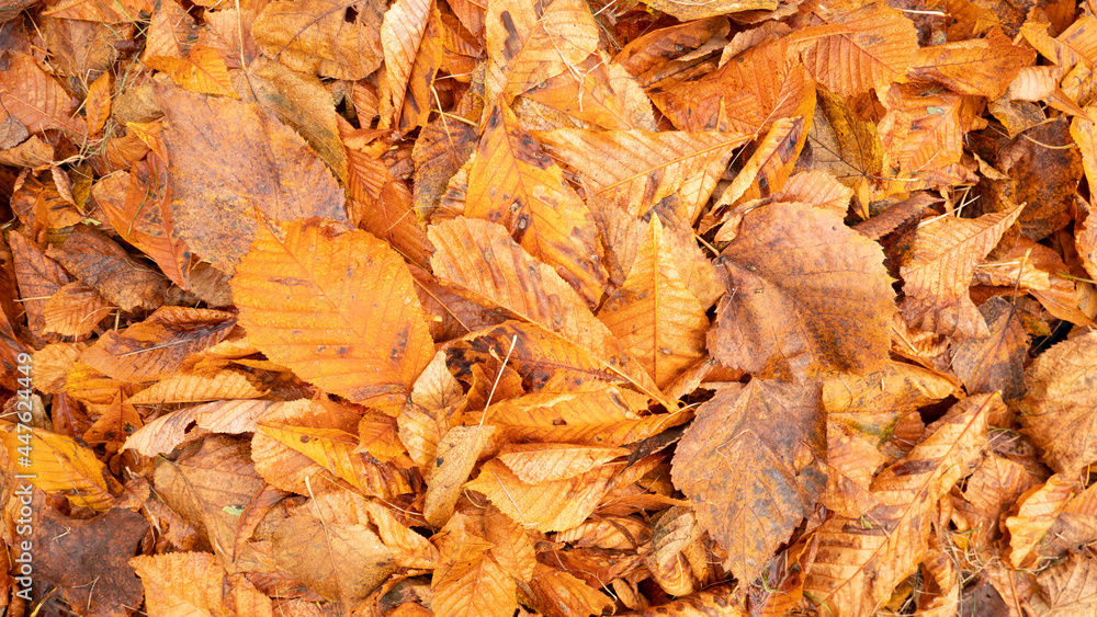 Golden,red, dry, orange, yellow chestnut leaves on the ground. Golden,red, dry, orange, yellow chestnut leaves on the ground.