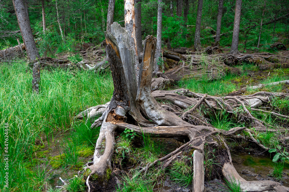 damaged remnant of an old tree stump in the forest