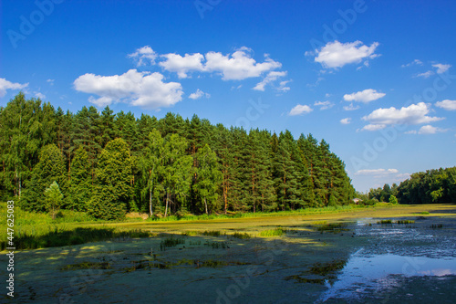 spring springtime flood inundation nature landscape tree forest 