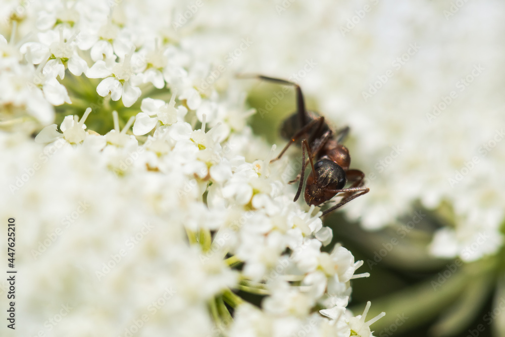 A Black Ant Walking on a White Flower in Search for Pollen A Black Ant Walking on a White Flower in Search for Pollen