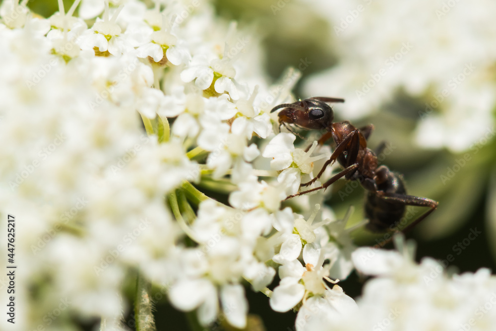 A Small Ant Gathering Pollen from a White Flower A Small Ant Gathering Pollen from a White Flower