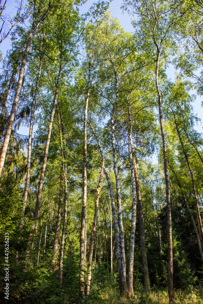 spring springtime flood inundation nature landscape tree forest spring springtime flood inundation nature landscape tree forest