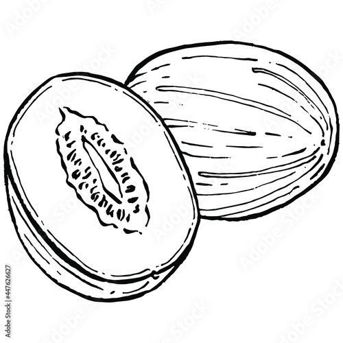 Melon realistic vector sketch. Decorative retro style collection hand drawn farm product for restaurant menu, market label, logo, emblem and  kitchen design. Decoration for food packaging.