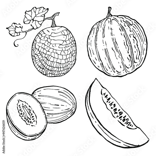 Melon realistic vector sketch. Decorative retro style collection hand drawn farm product for restaurant menu, market label, logo, emblem and  kitchen design. Decoration for food packaging.