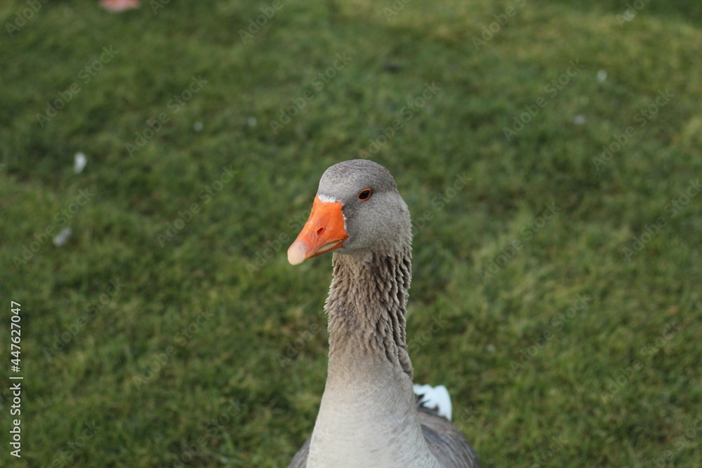 goose on the grass goose on the grass