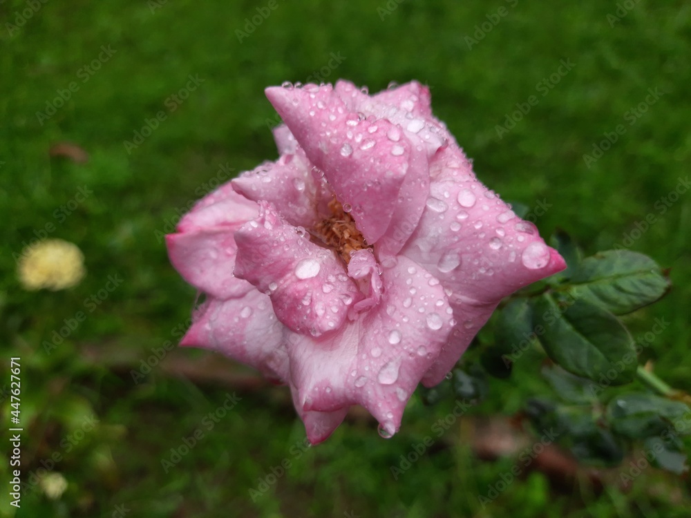 the rose commonly in hindi it is known as gulab. the rose flower generally found every continent. it is beautiful fresh and has good fregant. the rose commonly in hindi it is known as gulab. the rose flower generally found every continent. it is beautiful fresh and has good fregant.