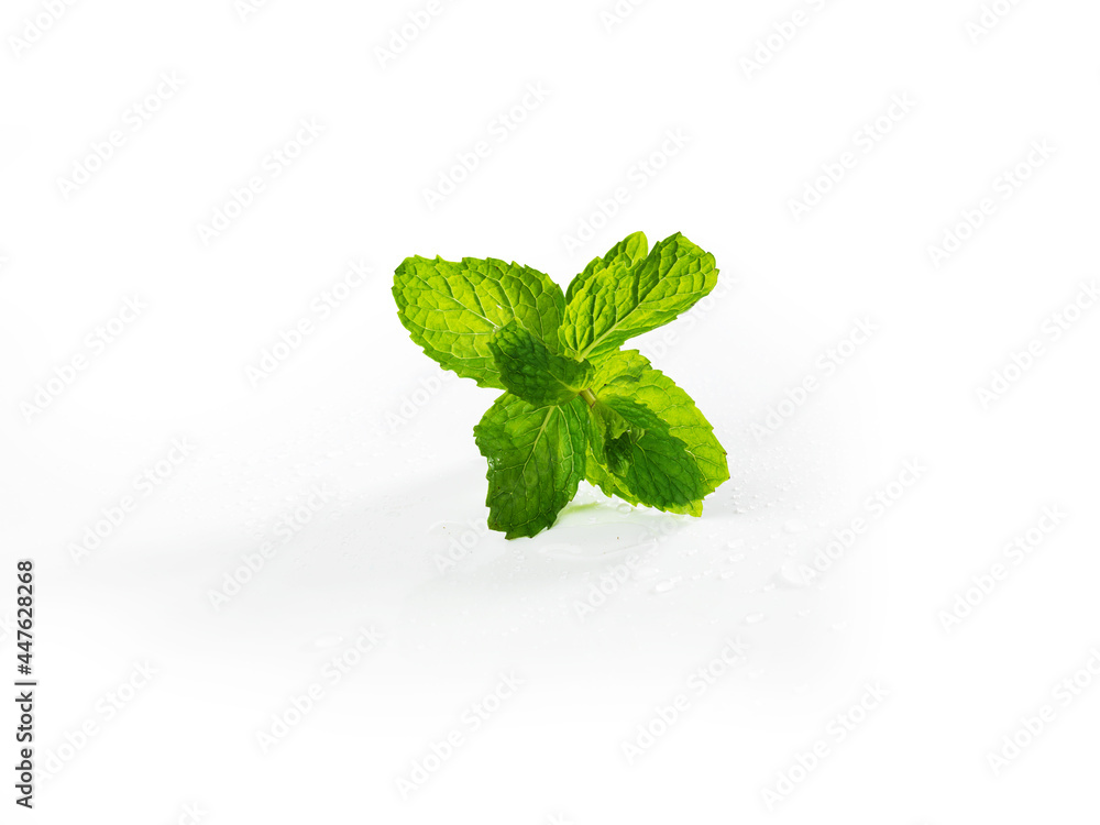 fresh mint leaves fresh mint leaves