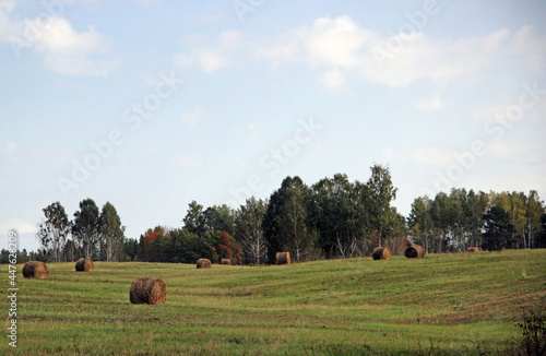 Rolls of hay lying down a field. Forest in the background. Autumn landscape.
