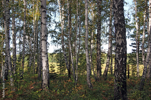 Birch grove in autumn. Through the tree trunks  a large clearing is visible  flooded with sunlight.