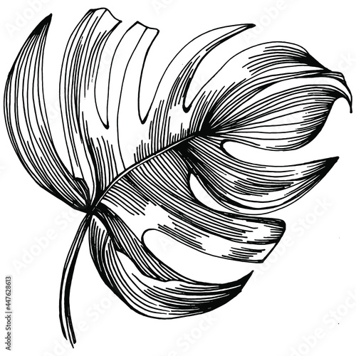 Monstera Vector Exotic tropical hawaiian summer. Liana beach tree jungle botanical leaves. Black and white engraved ink art. Leaf plant botanical garden floral foliage. Isolated leaf illustration elem