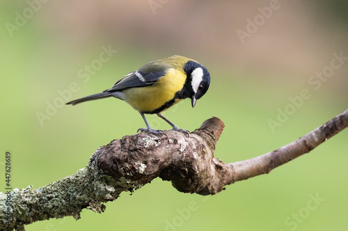 A male great tit perched on a branch