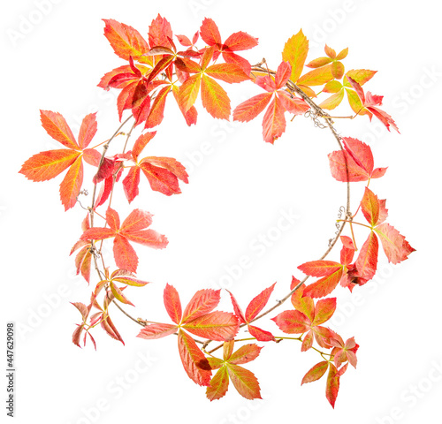autumn leaveas wreath isolated on white photo