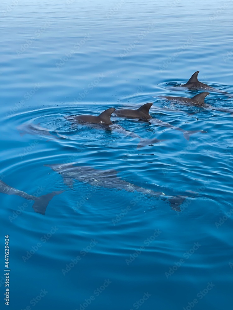 Fototapeta premium dolphin swimming in the water