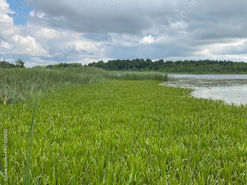 Phragmites australis plants growing wild in a marsh forest