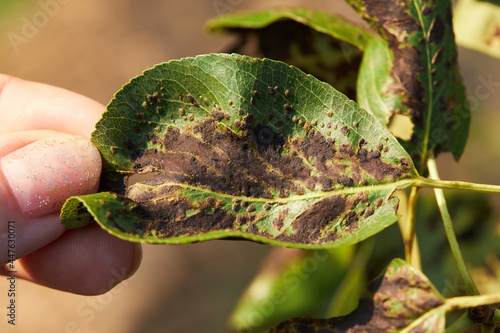 A hand holding a pear leaf with blister mite or Eriophyes pyri. Diseases and parasites of the pear tree. photo
