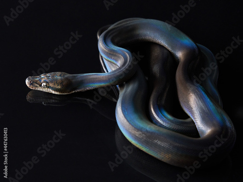 Reticulated Python (Python reticulatus) on black background. rainbow snake shimmers in different colors