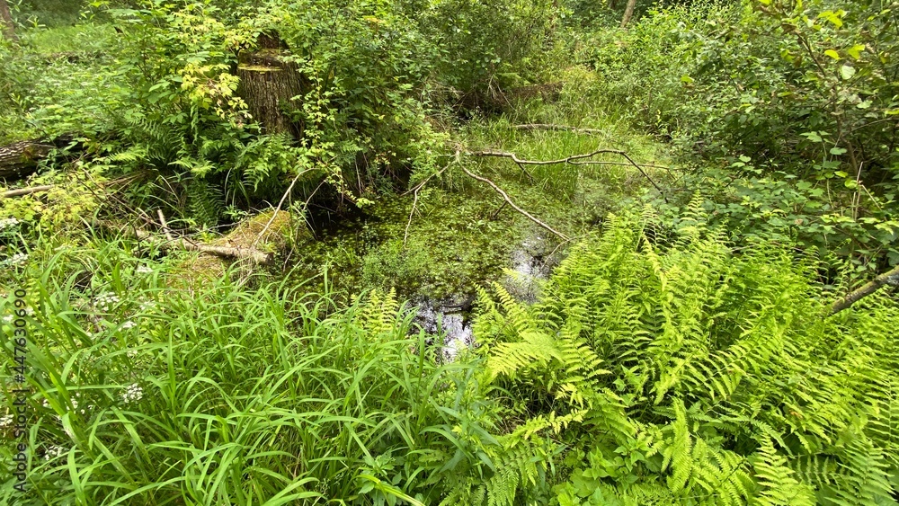 Fototapeta premium Dennstaedtia punctilobula plants growing wild in a swamp forest