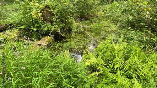Dennstaedtia punctilobula plants growing wild in a swamp forest