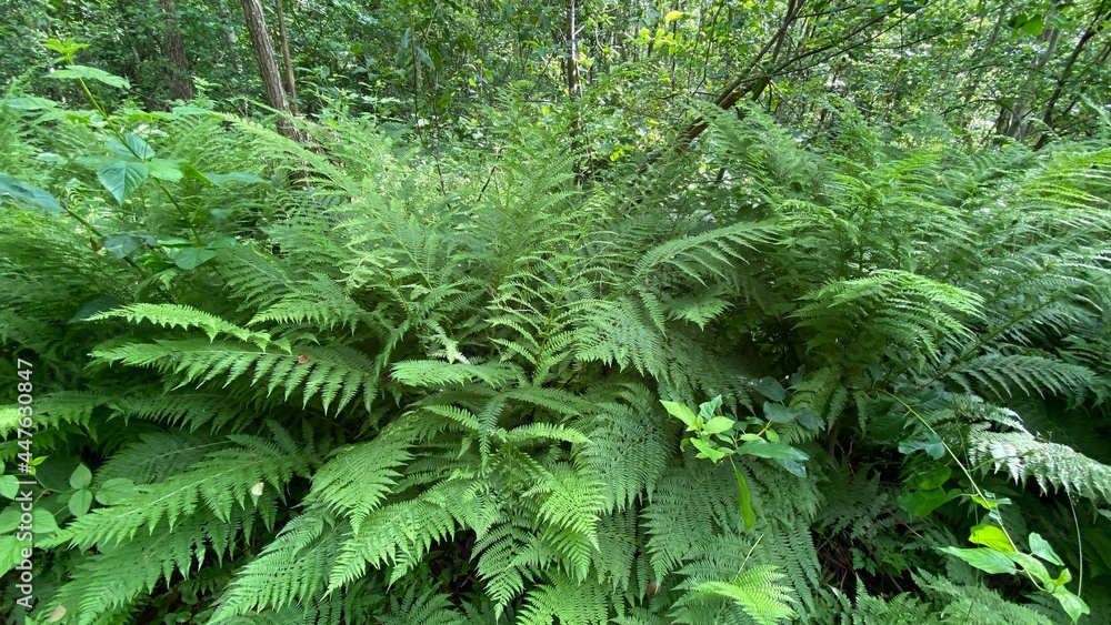 Dennstaedtia punctilobula plants growing wild in a swamp forest Dennstaedtia punctilobula plants growing wild in a swamp forest