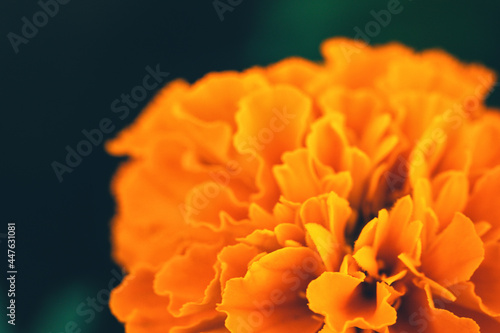 Close up of soft focused orange marigold flower (Tagetes erecta, African, Mexican, Aztec marigold) on dark background with copy space. Summer and fall colors. Luxury minimal floral design. Macro photo