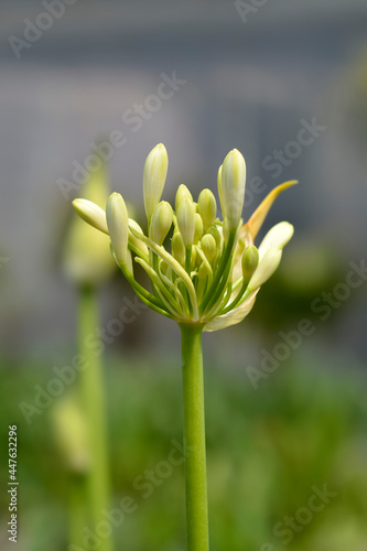 African Lily Amourette White