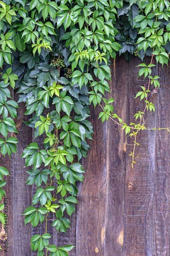 Ivy branches on a wooden fence close-up