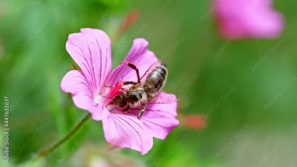 Super Slow Motion Shot of Honey Bee Collecting Nectar from Pink Flower at 1000fps. Super Slow Motion Shot of Honey Bee Collecting Nectar from Pink Flower at 1000fps.