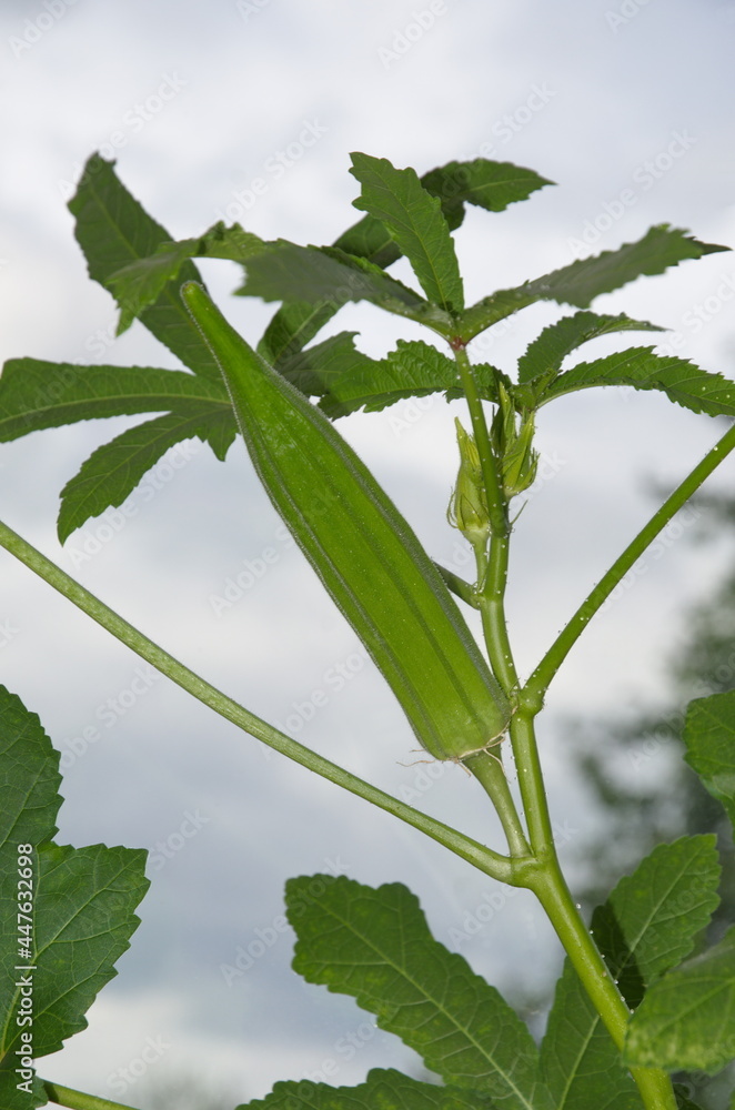 Foto de Abelmosch edible, or okra (Lat. Abelmoschus esculentus) is a