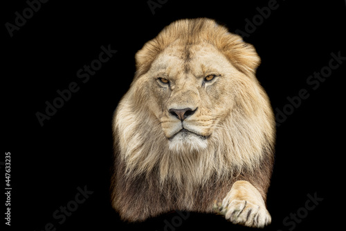Fototapeta Naklejka Na Ścianę i Meble -  A lion with a black background
