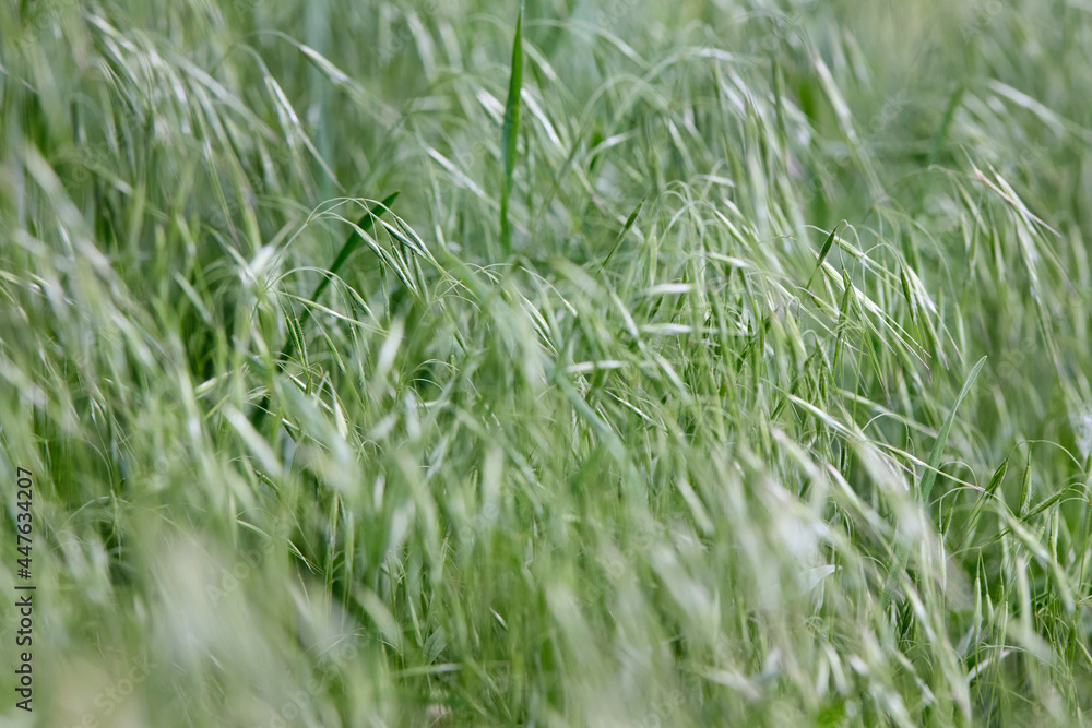 Bromus tectorum, downy brome, drooping brome or cheatgrass selective focus closeup macro grass rural background in wild nature shallow focus with copyspace.