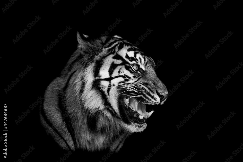 Sumatra tiger with a black background