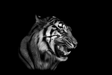 Poster Zwart Sumatraanse tijger op zwarte achtergrond  © AB Photography