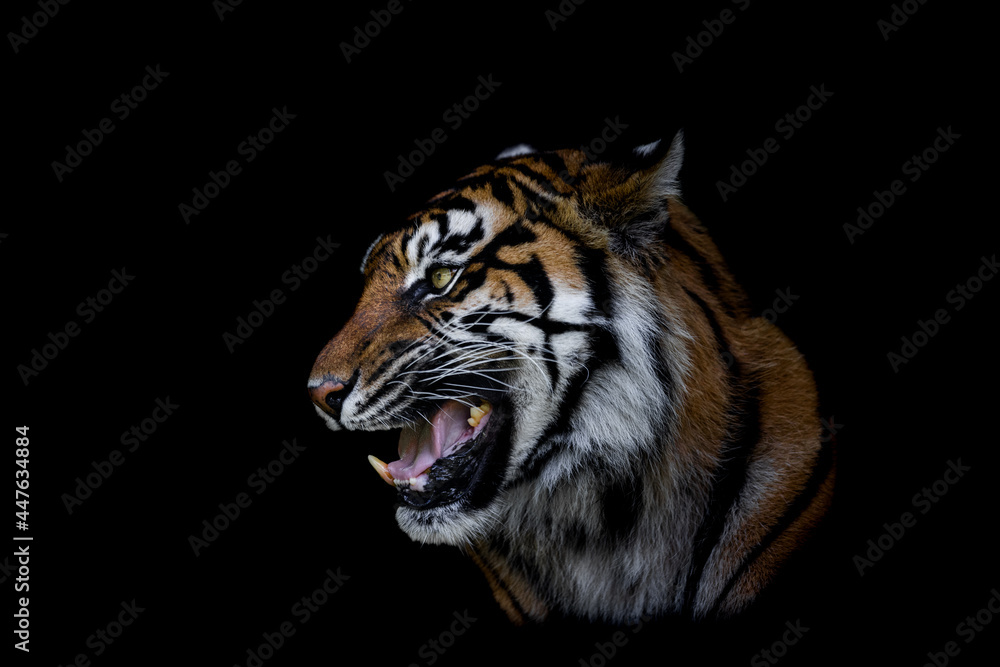 Sumatra tiger with a black background