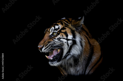 Obraz na płótnie Sumatra tiger with a black background w salonie