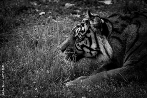 Sumatra tiger in the jungle © AB Photography