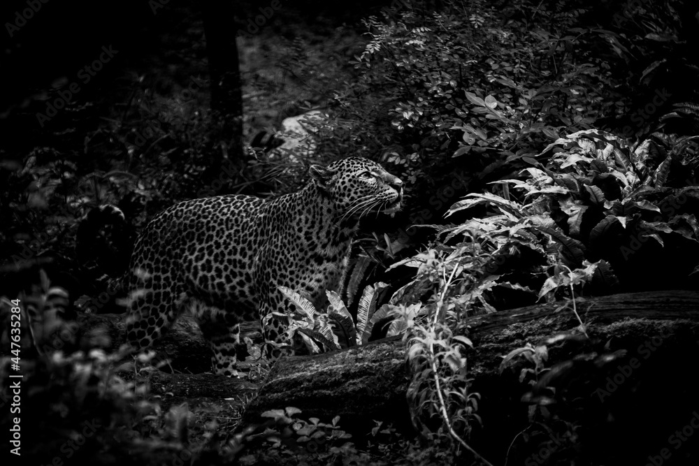 Naklejka premium Sri Lankan leopard in the jungle