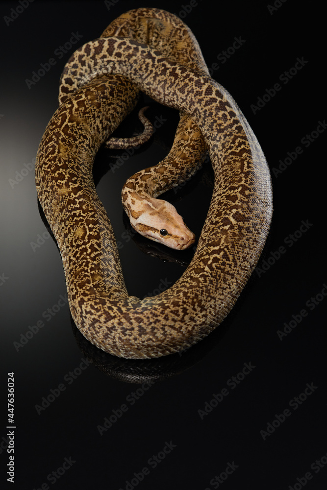 snake on a black background. Carpet python. Animal in the studio snake on a black background. Carpet python. Animal in the studio
