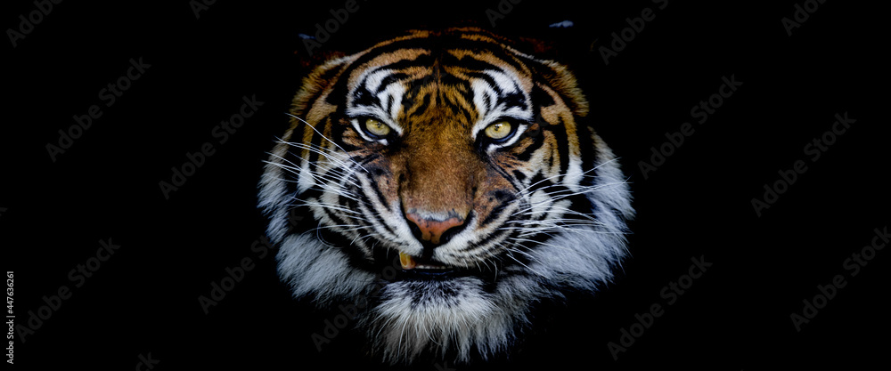 Template of a tiger with a black background