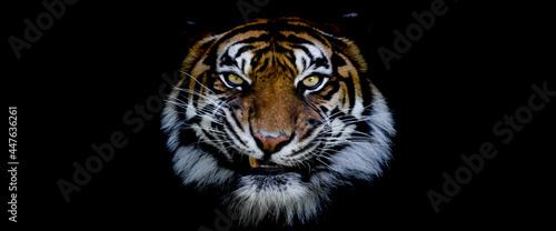 Fényképezés Template of a tiger with a black background