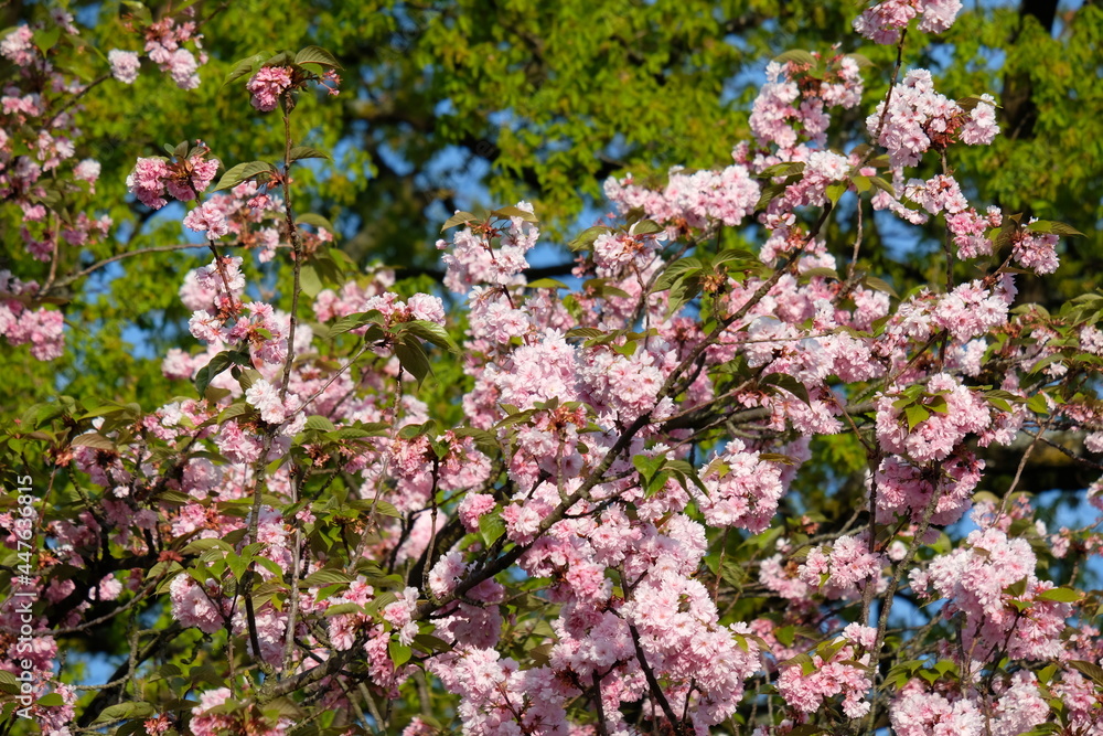 FU 2020-04-16 Kirsch 39 Rosa Kirschblüten auf einem Zweig an einem grünen Baum