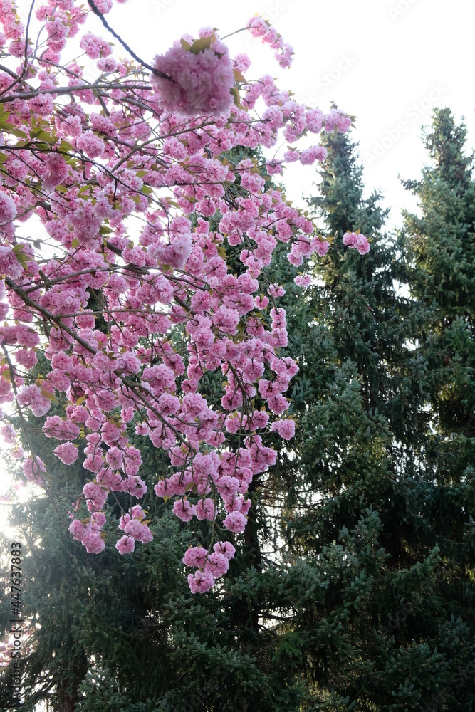 FU 2020-04-16 Kirsch 119 Zweig mit rosa Blüten hängt herunter
