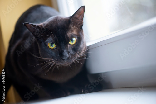 Angry black cat with green eyes on window sill