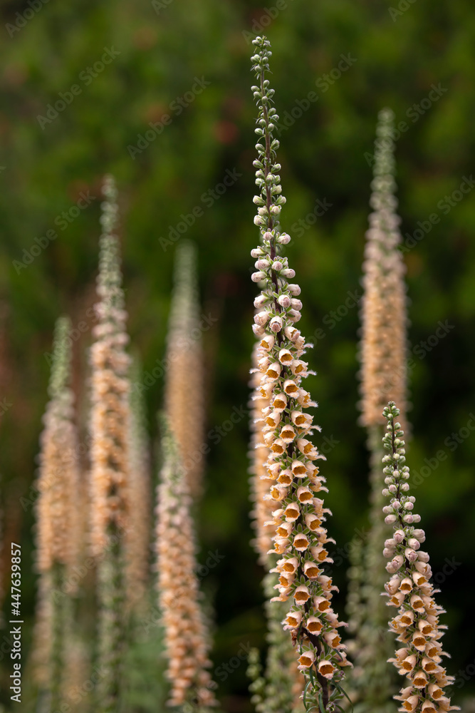 Flower stems of Digitalis ferruginea 'Gigantea' in summer in a garden Flower stems of Digitalis ferruginea 'Gigantea' in summer in a garden
