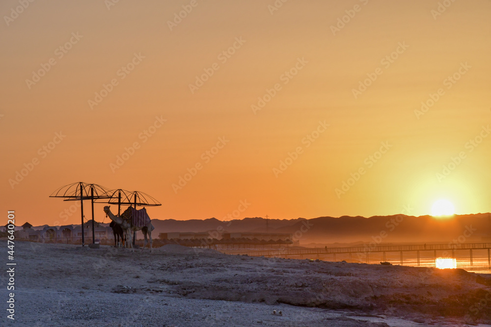 Camels on a wild beach in golden sun light
